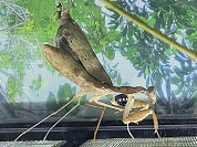 カブキカマキリ
