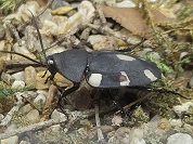 ドミノローチ