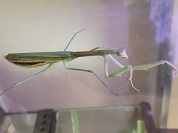 マエモンカマキリ
