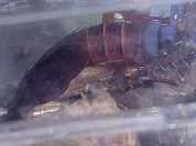 アカズミゴキブリ