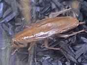 エラブモリゴキブリ