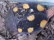 オレンジスポットドミノゴキブリ