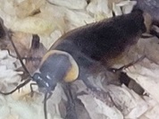 キンイロクビワゴキブリ