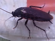 クロゴキブリ