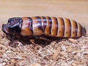 シマシママダガスカルゴキブリ