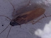 チャオビゴキブリ