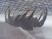 チャスジハエトリ