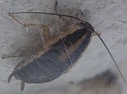 チャバネゴキブリ