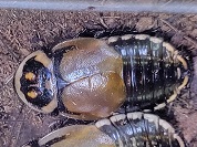 ヒカリモンゴキブリ