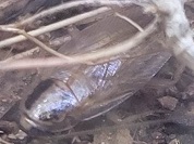 ヒメチャバネゴキブリ