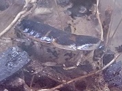 フタテンコバネゴキブリ