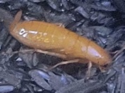 ミヤコモリゴキブリ