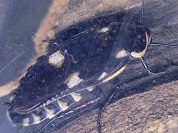 ヨツボシゴキブリ