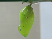 アサギマダラ（さなぎ）