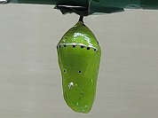 リュウキュウアサギマダラ（さなぎ）