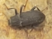 ヒメドロムシ
