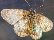 ウスイロヒョウモンモドキ