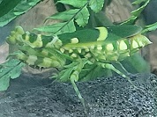ヒョウモンカマキリ