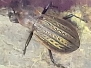 セスジアカガネオサムシ
