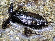 ヒメタイコウチ
