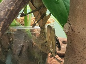 メダマカレハカマキリ