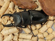 イキヒラタクワガタ