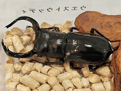 ウエストウッディオオシカクワガタ