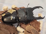 ウンナンヒラタクワガタ