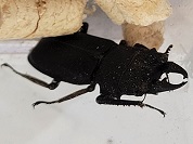 オパクスソリアシサビクワガタ