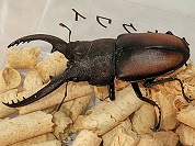レニノコギリクワガタ