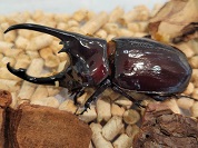 ケンタウルスオオカブト