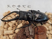 コンフキウスノコギリクワガタ