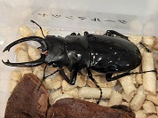 ダールマンツヤクワガタ