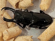 チュチェンセスジコクワガタ