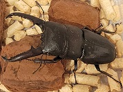 ツシマヒラタクワガタ