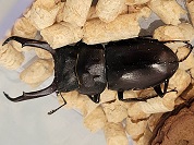 トカラコクワガタ