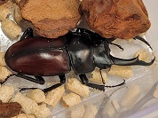 ドンキエルコクワガタ