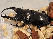 ネパールコクワガタ
