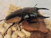 ハスタートノコギリクワガタ（モイニエリ）