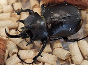 パチェコヒメゾウカブト