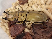 ババオウゴンオニクワガタ