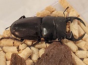 ババクルビデンスオオクワガタ