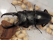 ファソルトヒラタクワガタ