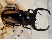 ボイレアウシカクワガタ