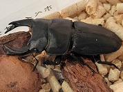 ホペイオオクワガタ