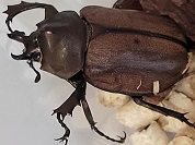 マルガリータヒナカブト
