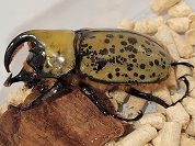 ミヤシタシロカブト