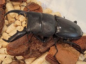 ミンダナオヒラタクワガタ