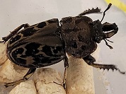 ムナコブクワガタ