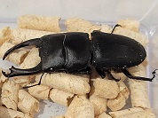 ライヒヒラタクワガタ